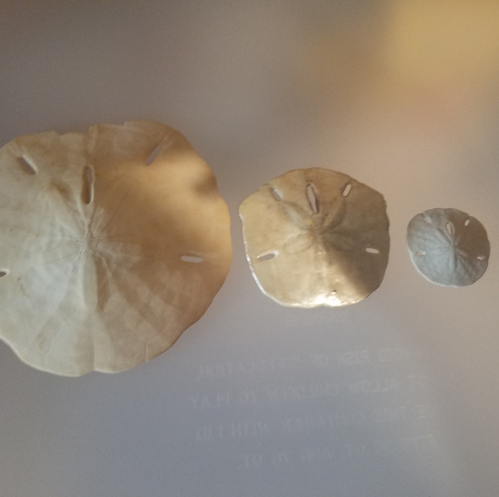 3 Sand Dollars
